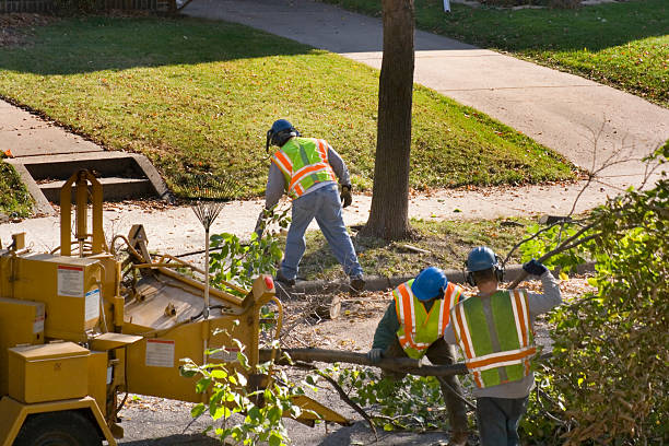 Best Tree Removal Services  in Manchester, PA